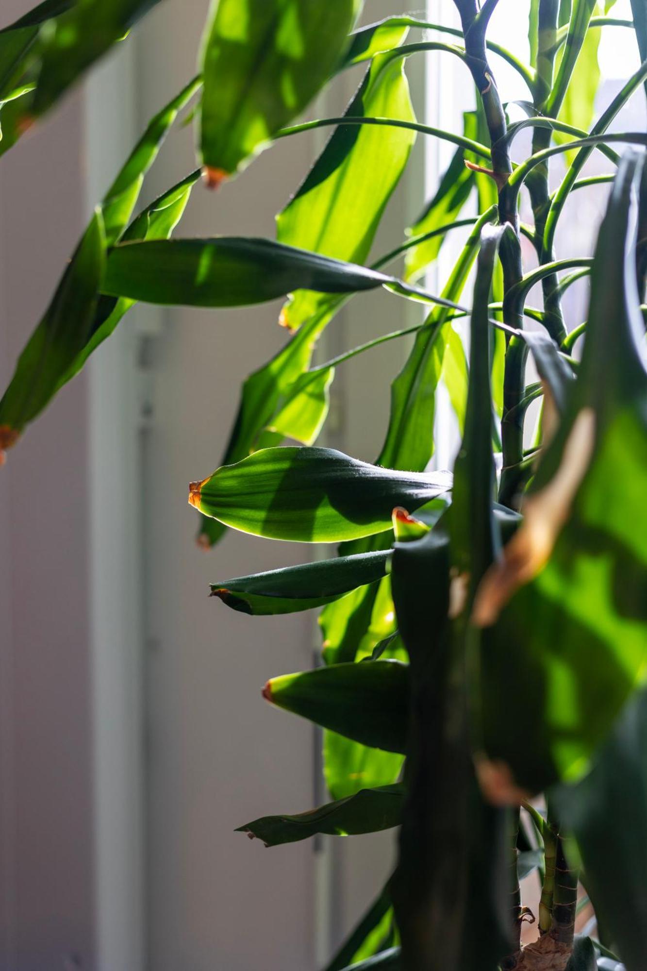 Cosy Avec Balcon & Parking A 2 Pas De Bordeaux Apartment Begles